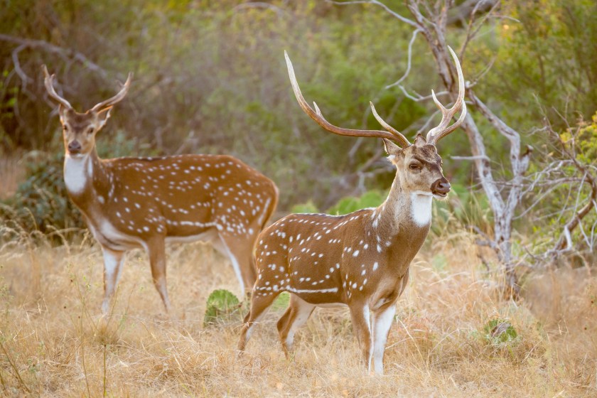 Invasive Axis Deer: Impact in the U.S. and How to Hunt Them