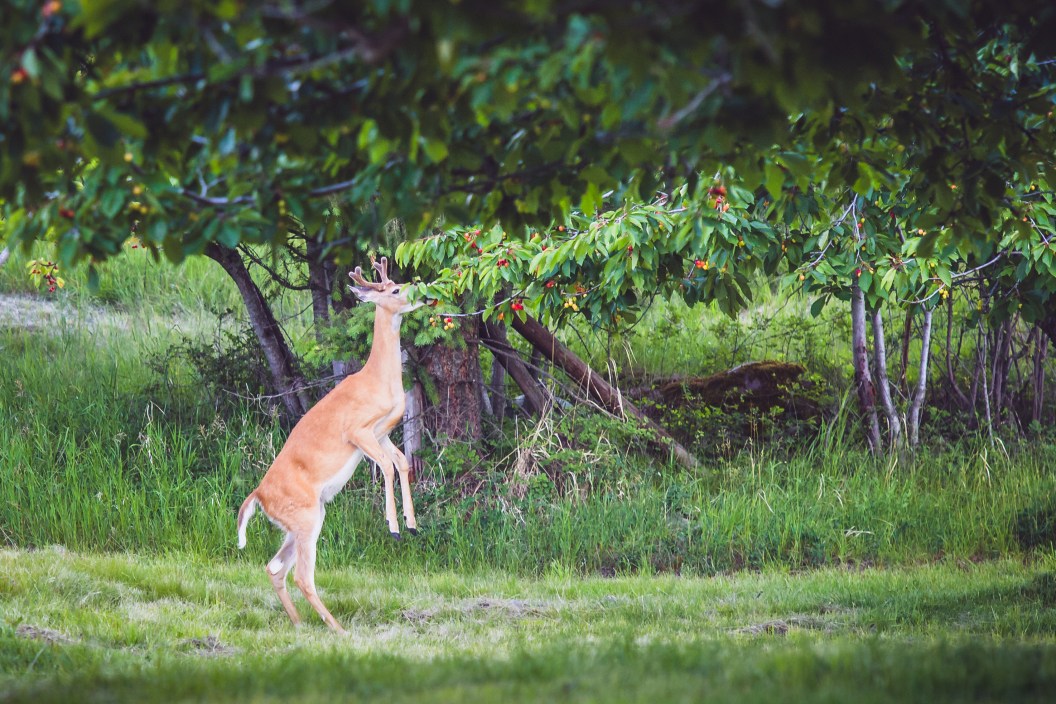 picking-the-best-food-plot-for-deer-in-spring-and-fall-great-days-outdoors