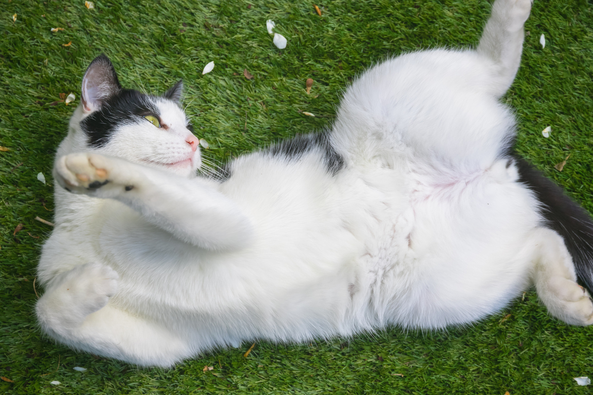 Why Cats Have Saggy Bellies Understanding the Primordial Pouch