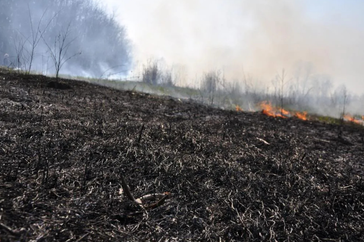 Controlled Burn For Deer: Naturally Improving Deer Forage