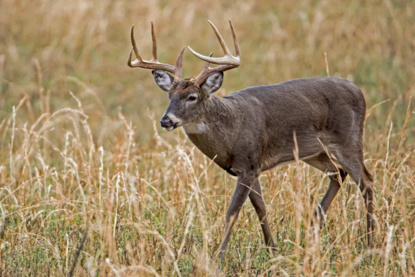 Spot and Stalk Whitetails: How to Make It Happen