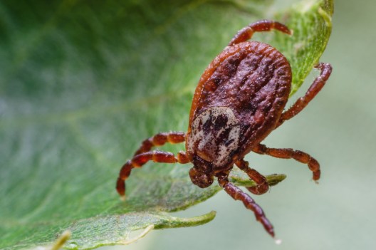 8 Popular Tick Myths Busted By an Expert on the Subject