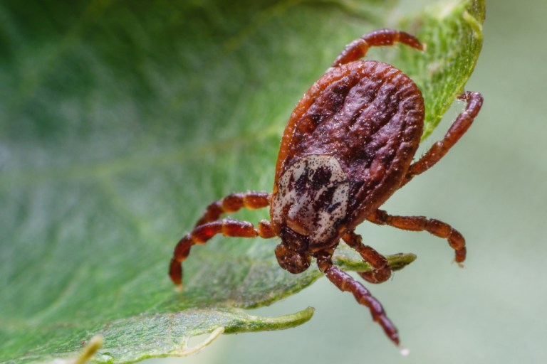 8 Popular Tick Myths Busted By An Expert On The Subject