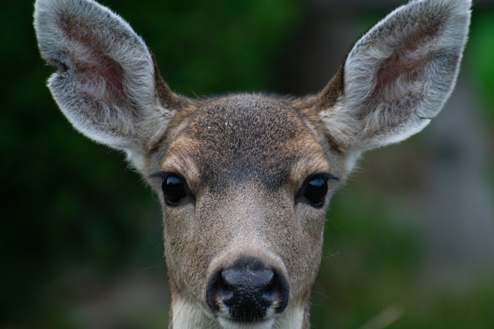 Deer Vision: Are Deers Blind and More Questions, Answered