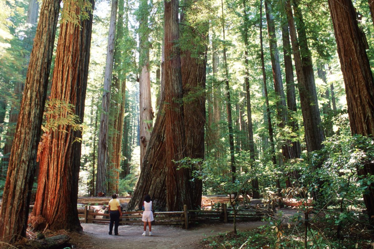 Humboldt Redwoods State Park: Hiking Trails & Campgrounds in NorCal