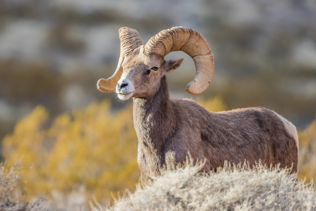 Wild Sheep Foundation: Education for Preservation