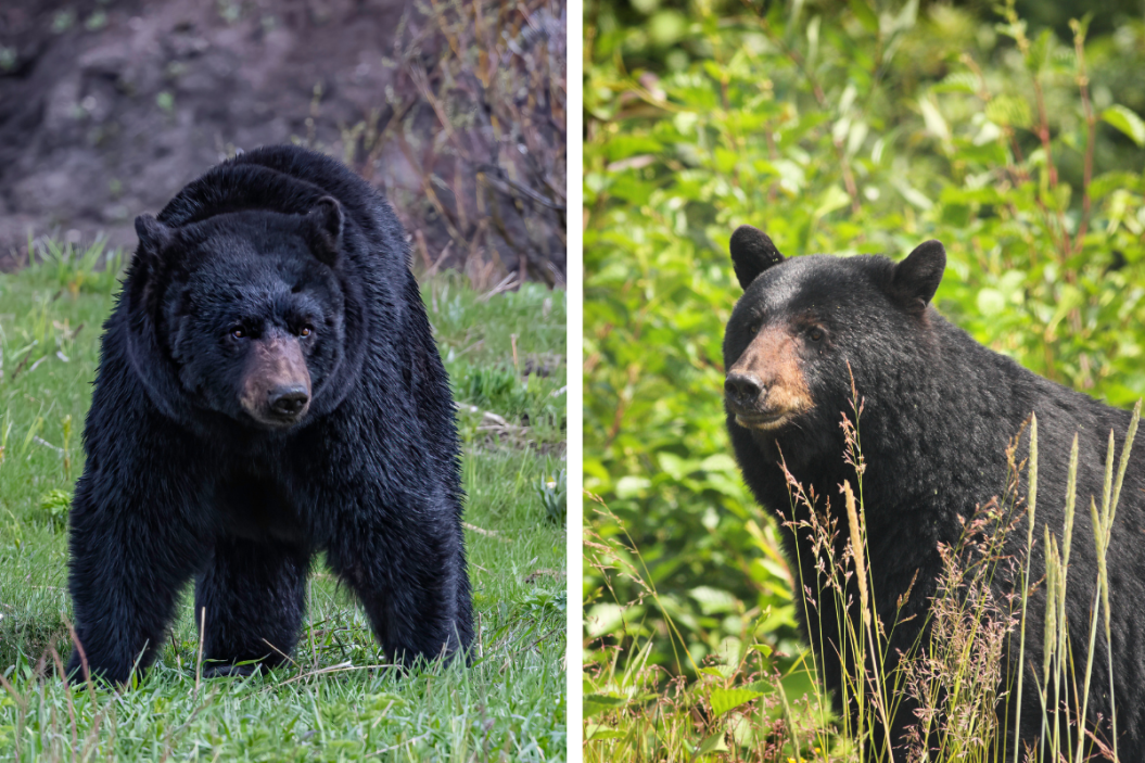 Black Bear Lifespan in North America - Wide Open Spaces