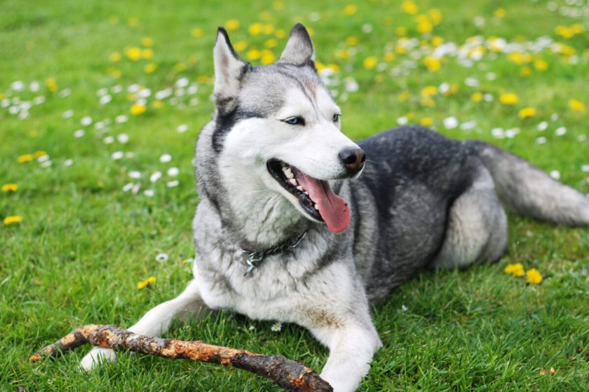 Huskies Can Live in Hot Weather If You Know How to Keep Them Cool