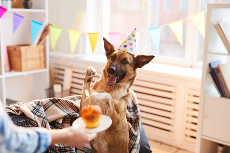 10-best-dog-birthday-party-ideas-to-celebrate-your-pup