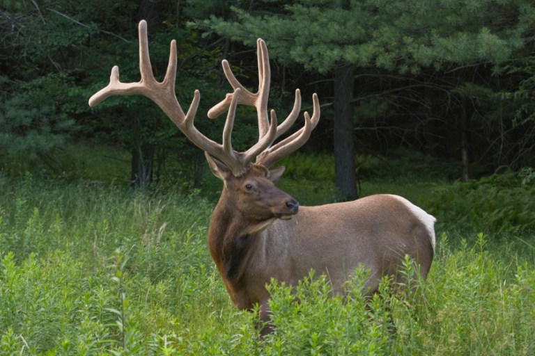 The Tragedy of the Eastern Elk's Extinction in Colonial America