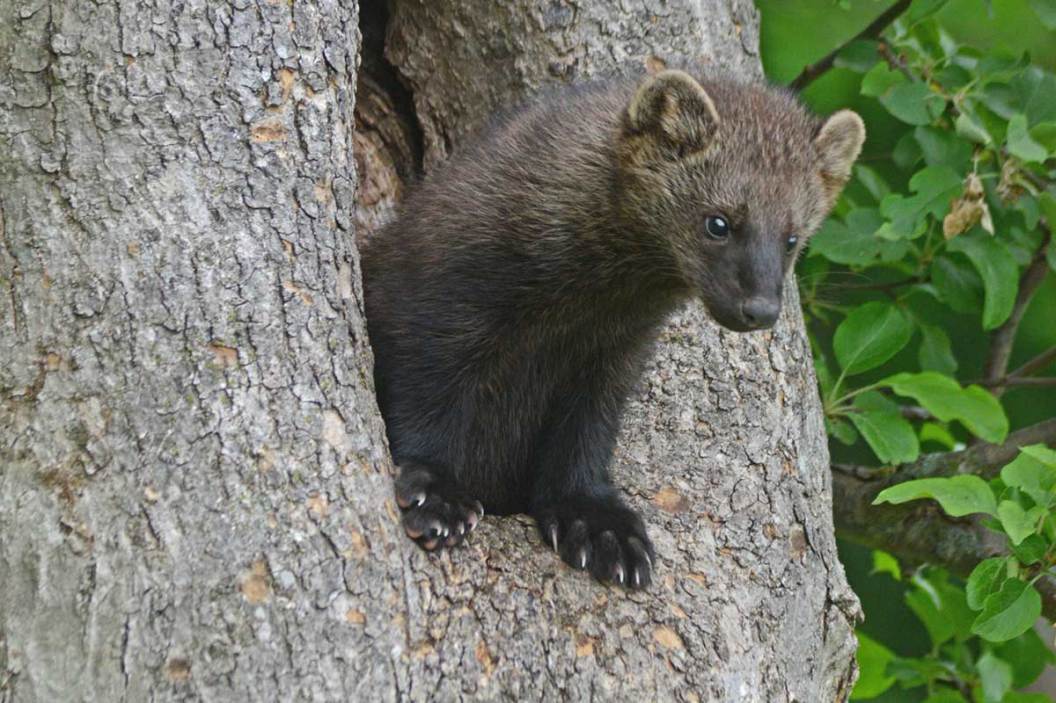 Fisher Species Profile: The Small, Predatory Mammal of the Northern U.S.