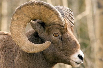 Everything To Know About The North American Wild Sheep Grand Slam