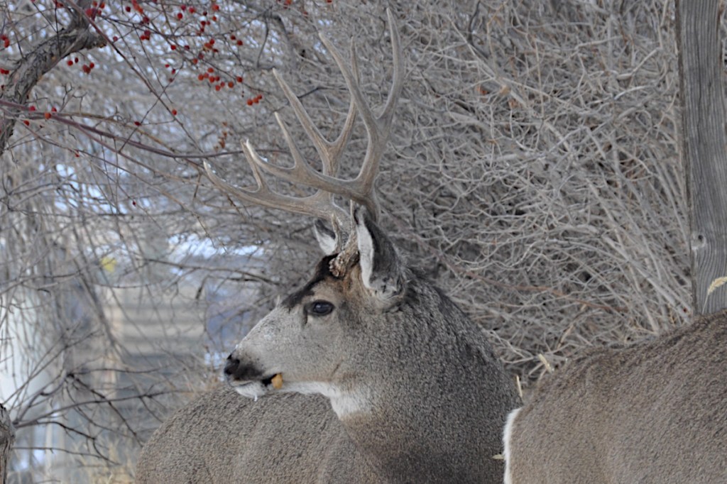 Wyoming Deer Hunting: Practical Information on Pursuing Whitetails and ...