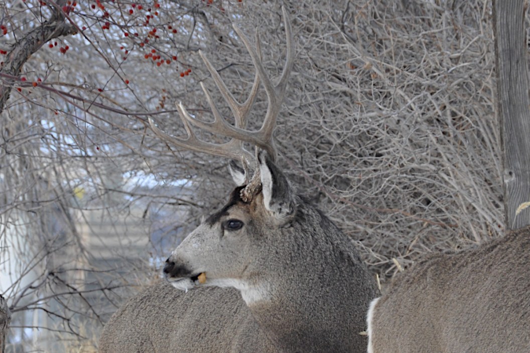 Sika Deer: Why the Maryland Hunt Belongs on Your Bucket List