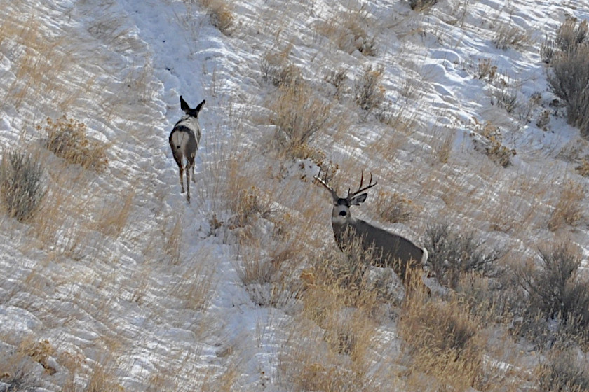 Wyoming Deer Hunting Practical Information On Pursuing Whitetails And Muleys 