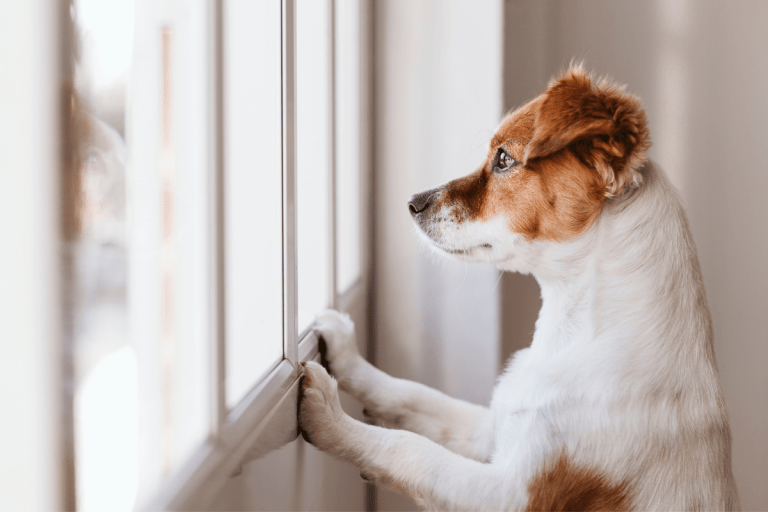 Separation Anxiety in Dogs: 12 Breeds That Hate Being Alone