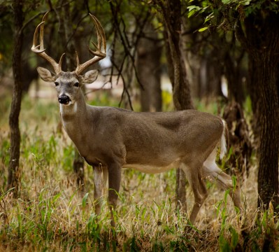 Deer Lung Shot: Why We Aim for the Lungs When Deer Hunting