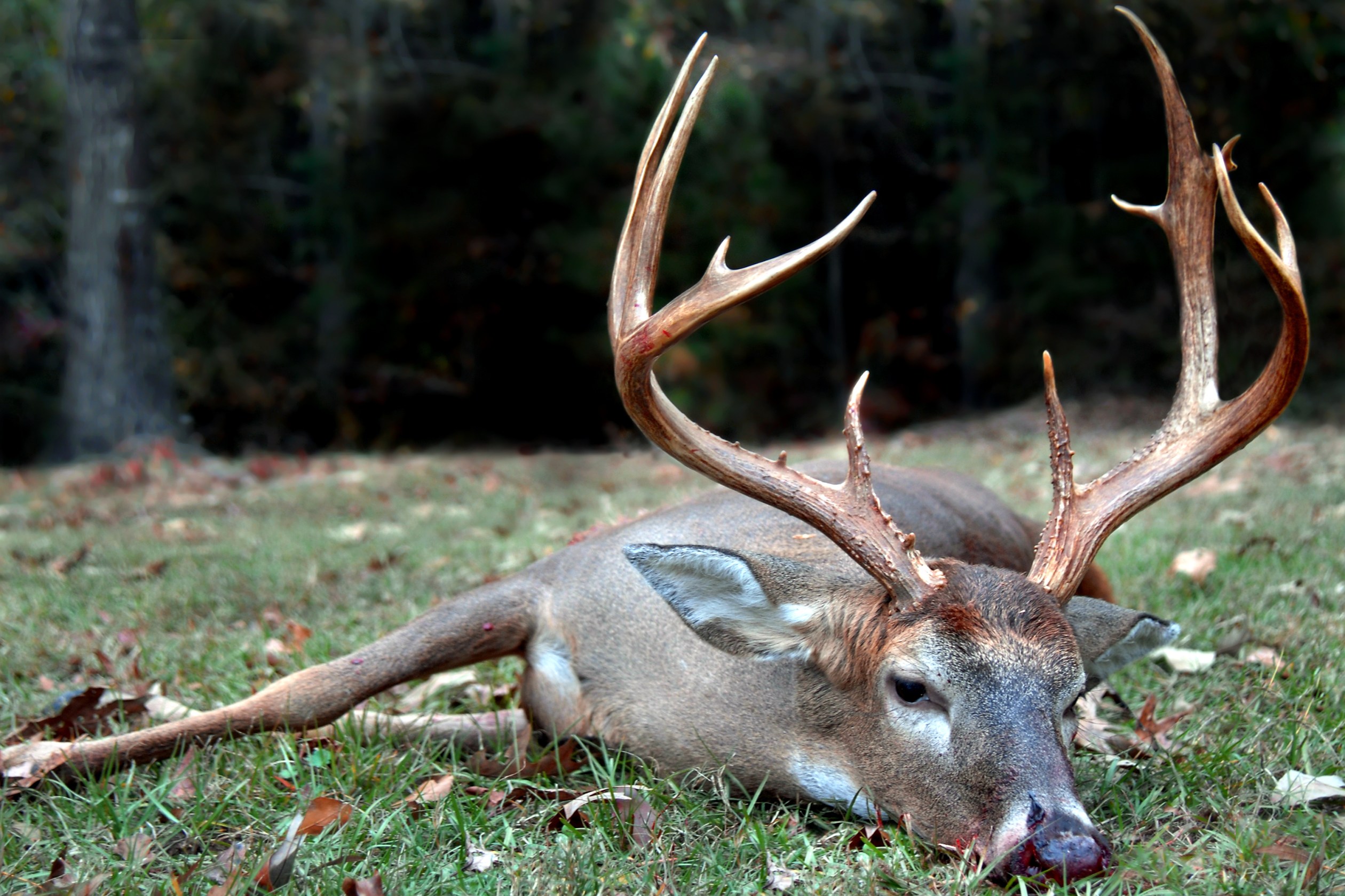 deer-lung-shot-why-we-aim-for-the-lungs-when-deer-hunting