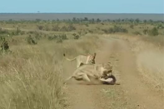 Lions Ambush Warthog: Attack Launched On Unsuspecting Prey