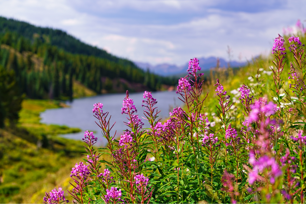 10-medicinal-edible-plants-in-the-colorado-rockies-to-forage-for