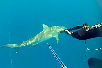 Spear Fishermen Barely Get Out of the Water With Tiger Shark Following