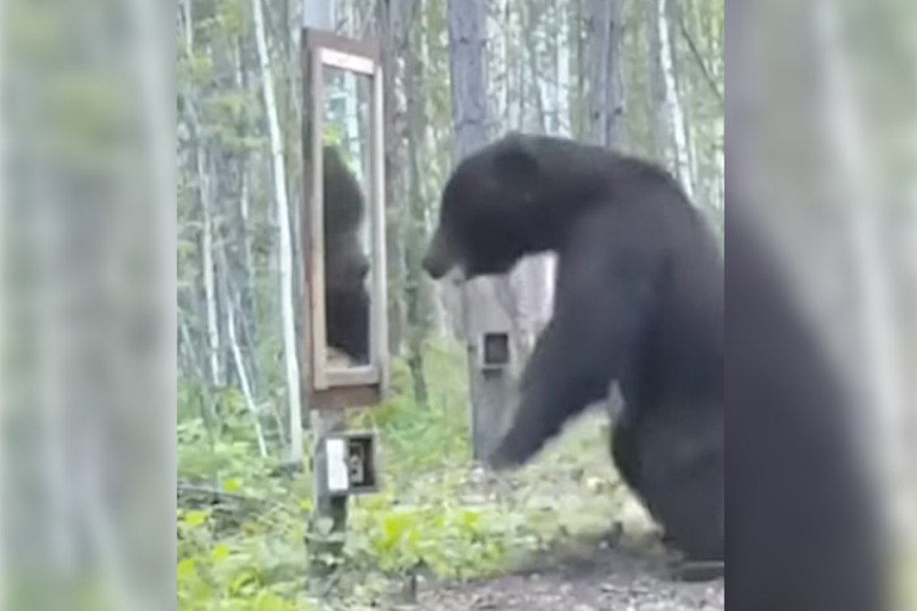 Bear Encounters Mirror, Sees Reflection & Freaks Out