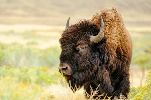 71-Year-Old Woman is Yellowstone's Third Bison Attack Victim This Year