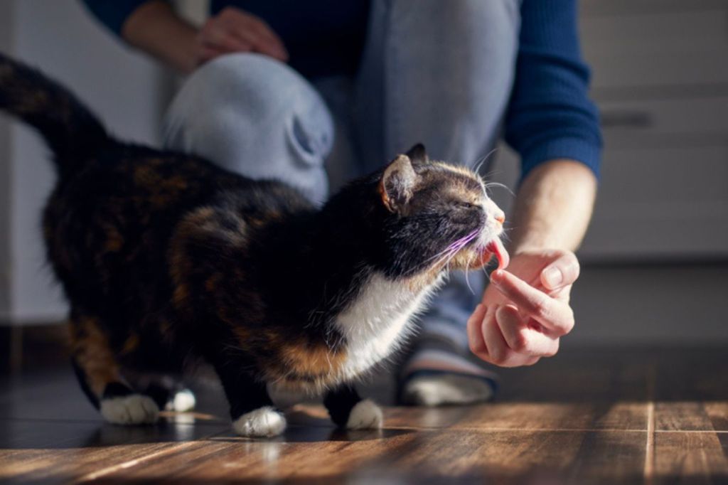 3 Best Cat Calming Treats of 2022: Chews, Oil, & Gel