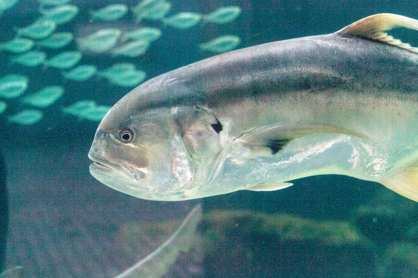 Jack Crevalle: Fish Habits, Range, and Ways to Catch Them