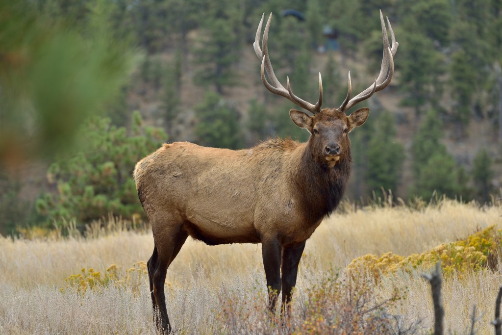 Most Dangerous Animals at National Parks