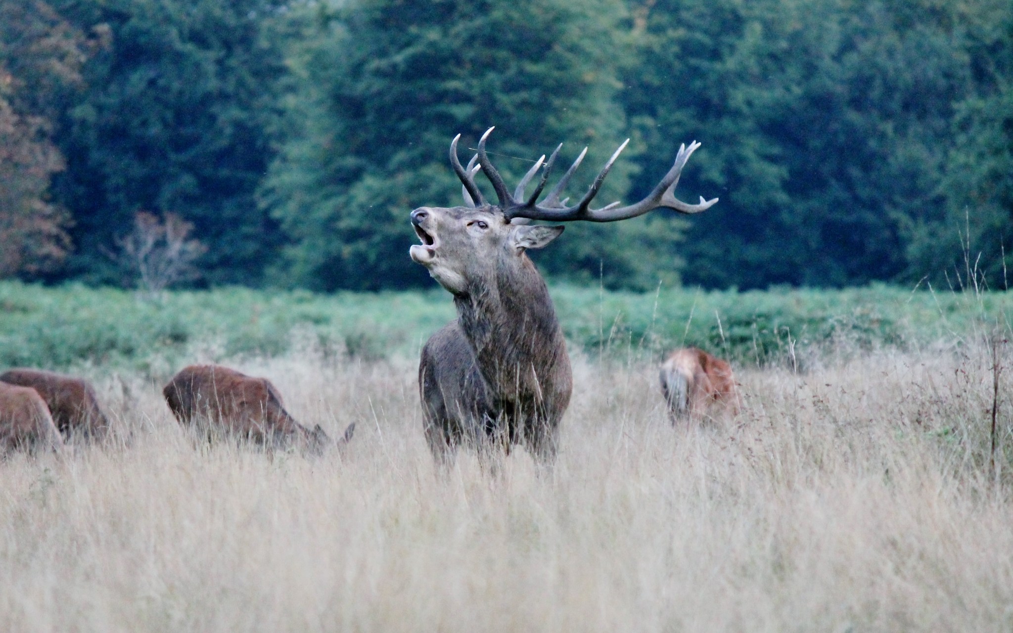 what-sound-does-a-deer-make-deer-sounds-what-they-mean