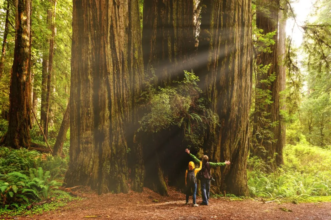 Hyperion Tree: The World's Tallest Tree Is Officially Off-Limits