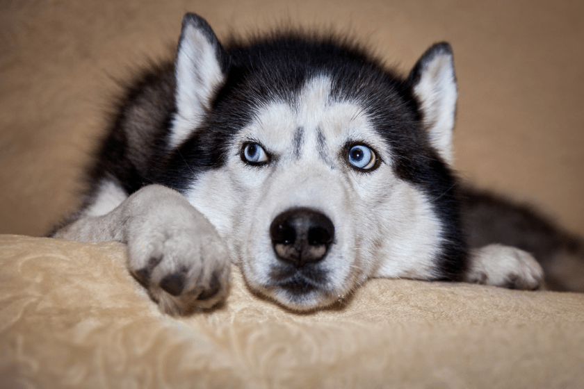 30 Cutest Dog Breeds - Most Adorable Dogs to Keep as Pets