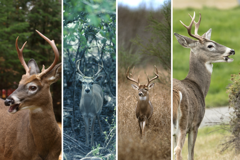 Whitetail Grand Slam: How to Achieve This Ultimate Deer Hunting Goal