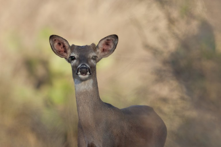 Button Buck: Identification and Ethics of Harvesting Young Male Deer