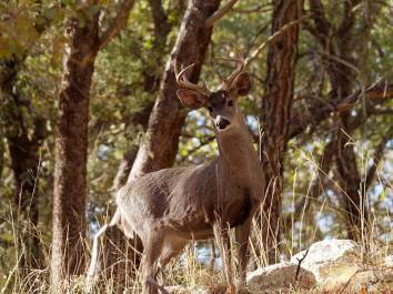 North American Game Animals: 12 Species for Your Bucket List