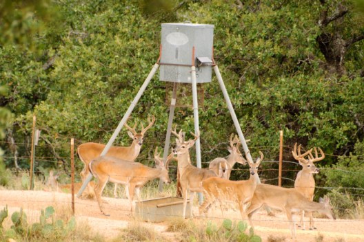 Deer Corn: What to Know About this Effective Deer Attractant