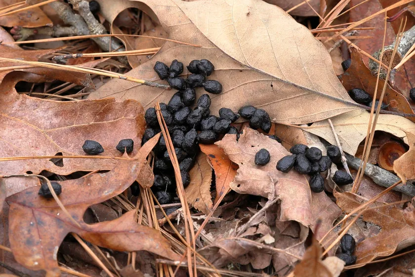 Deer Poop, Why You Should Identify It and Shouldn't Ignore It