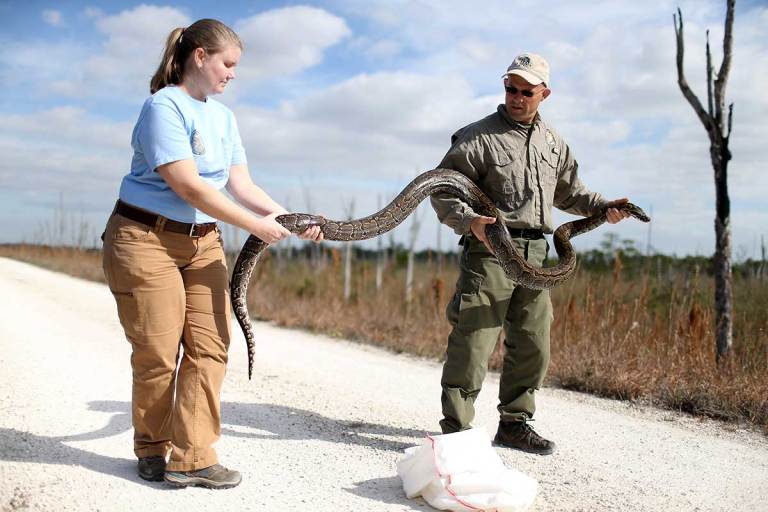 Florida Python Challenge "Phenomenal" at Raising Awareness, Says FWC