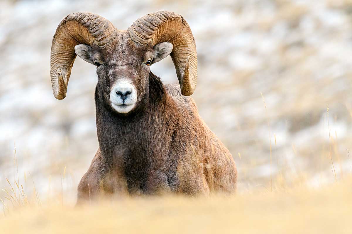 Wild Sheep Foundation: Education for Preservation