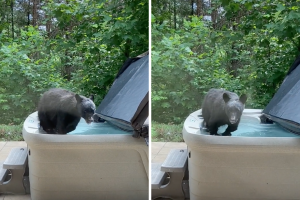 Watch This Black Bear Expertly Open a Hot Tub and Take a Dip - Wide