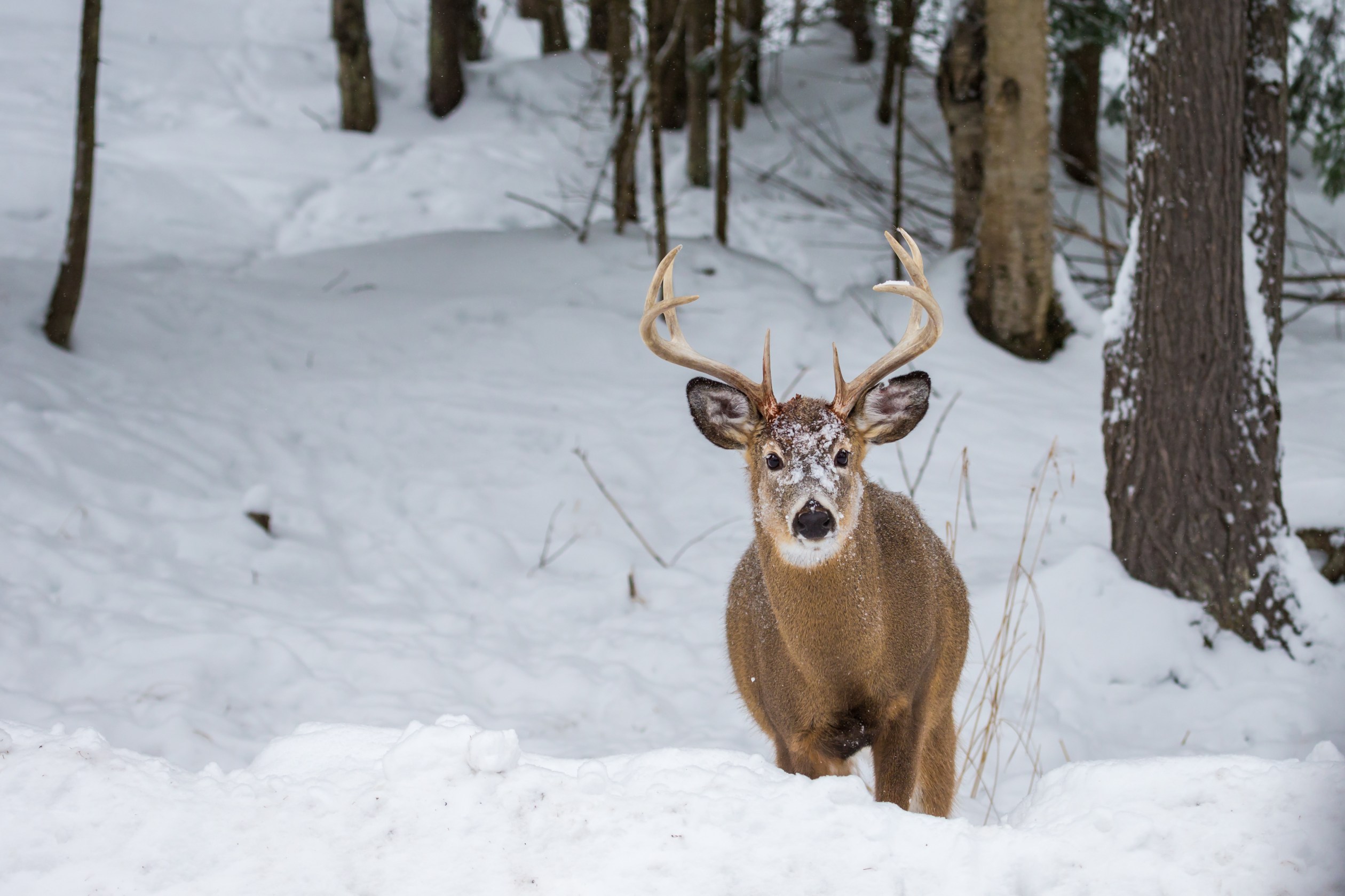 Breaking Down Michigan's Combo Deer License