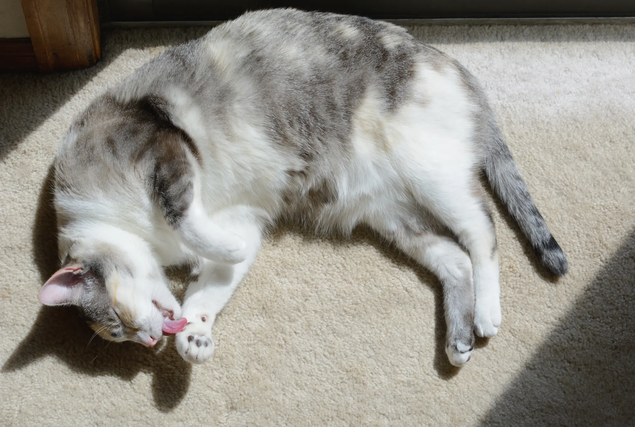 Dilute Calico Cats What Makes These Felines Special