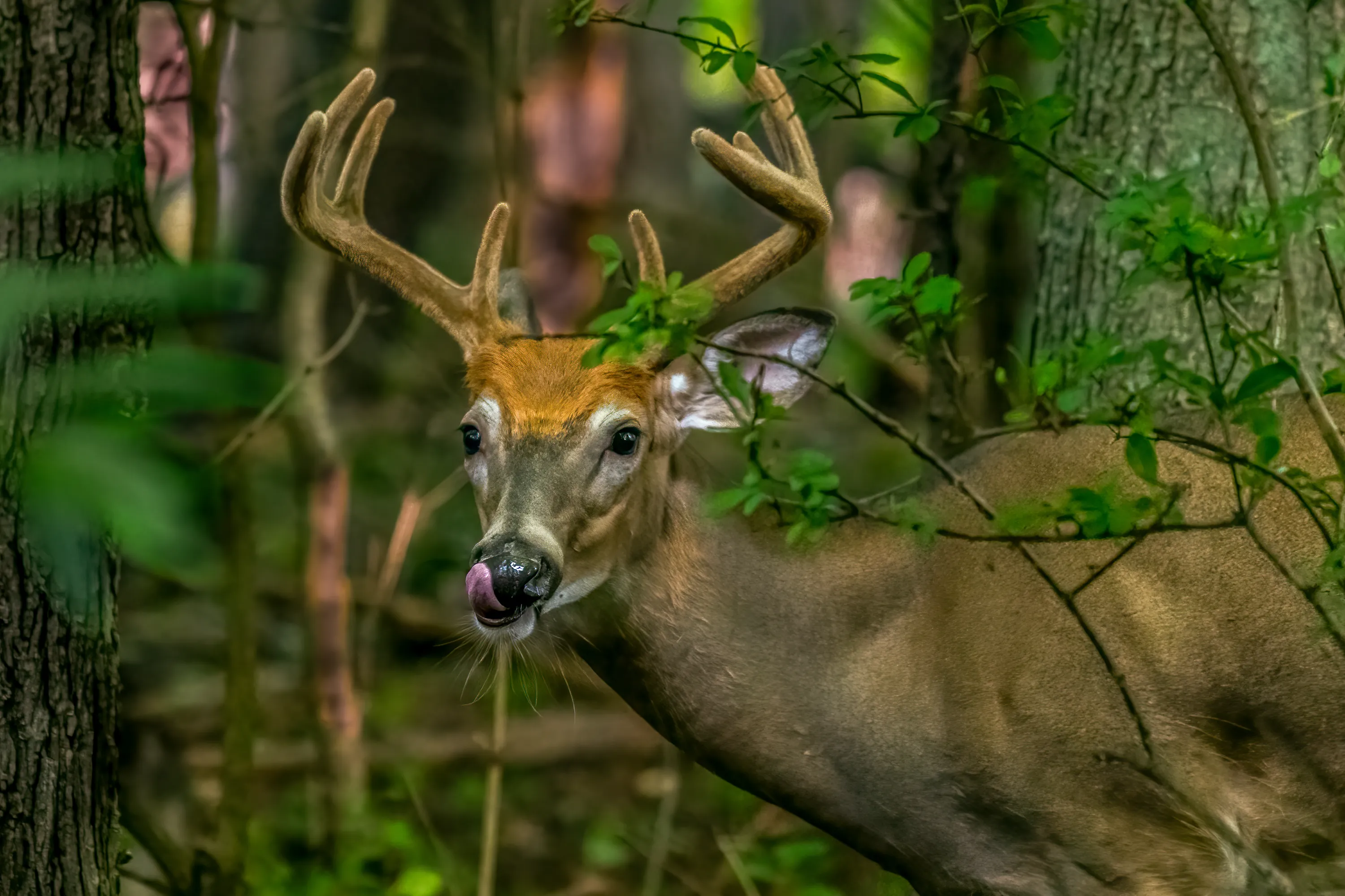 Breaking Down Michigan's Combo Deer License