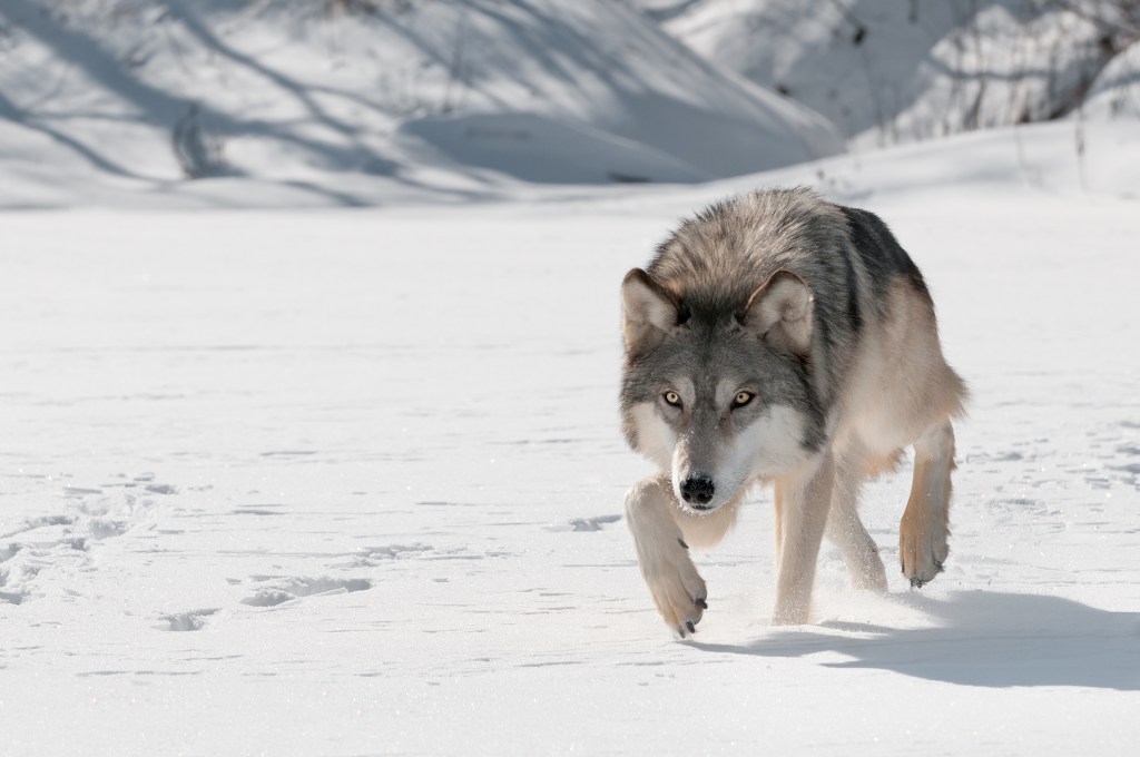 How Big Are Wolves? Size of a Gray Wolf, Timber Wolf, and More