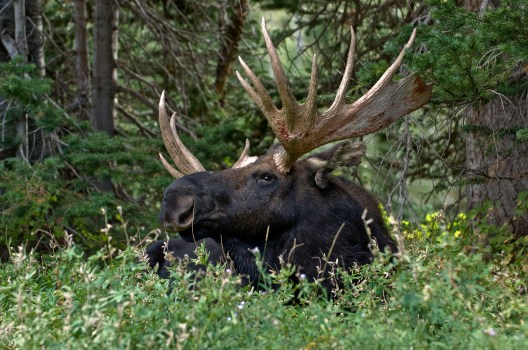 Moose Hunting: 9 Best States for a Bucket List Moose Hunt