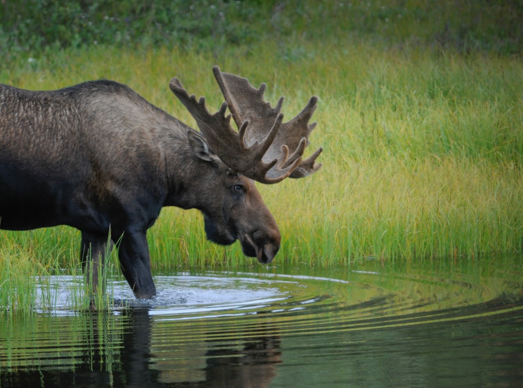 Alaska Moose Hunting: Everything You Need to Know