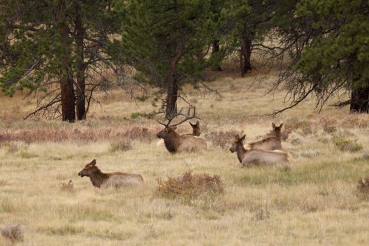 Elk Sign: How To Spot It In The Wild