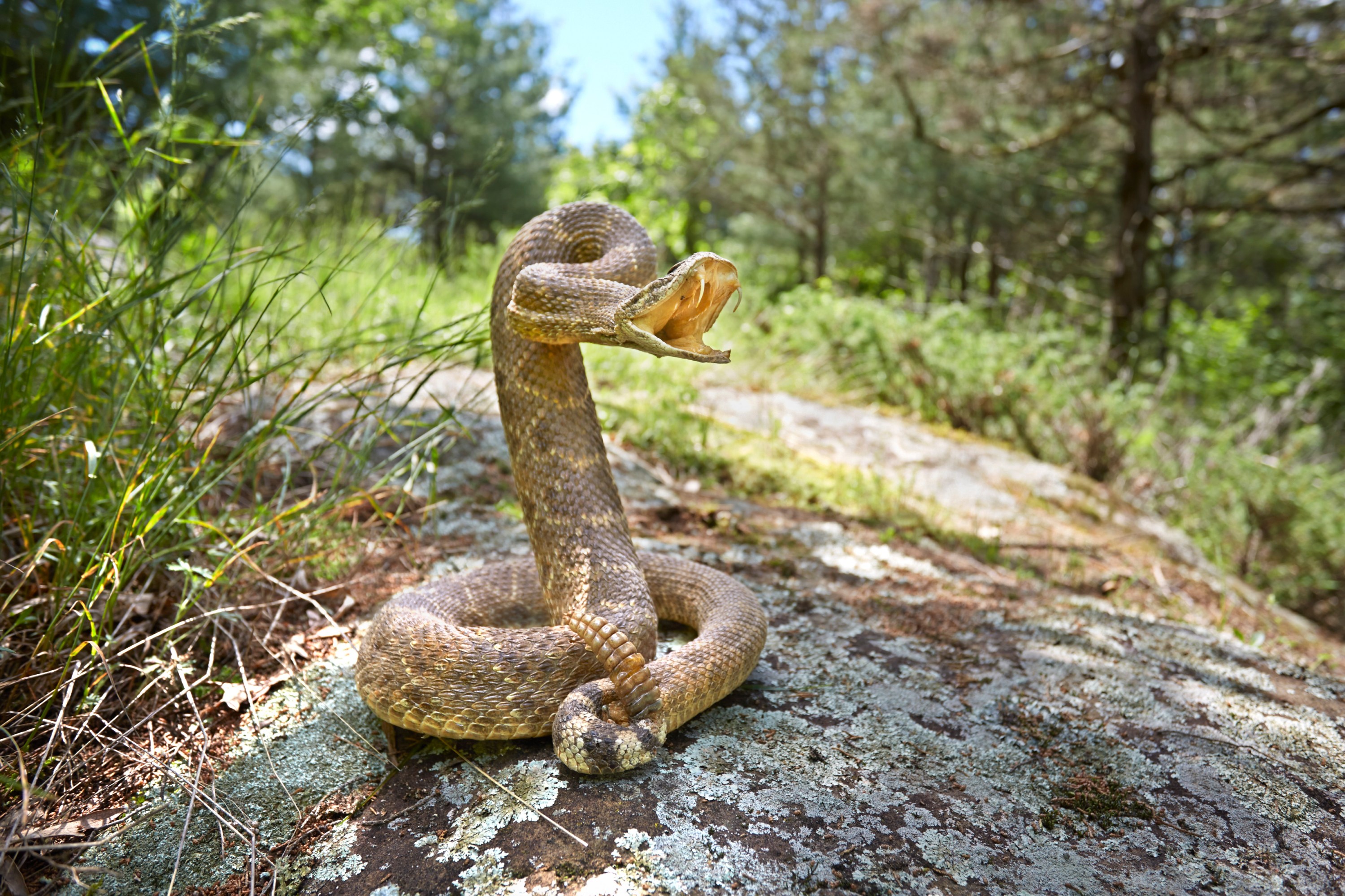 Where Killing Snakes Is Legal (And Illegal) in All 50 States