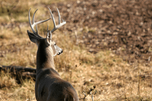 Indiana Hunting License: What You Need To Know Before You Go